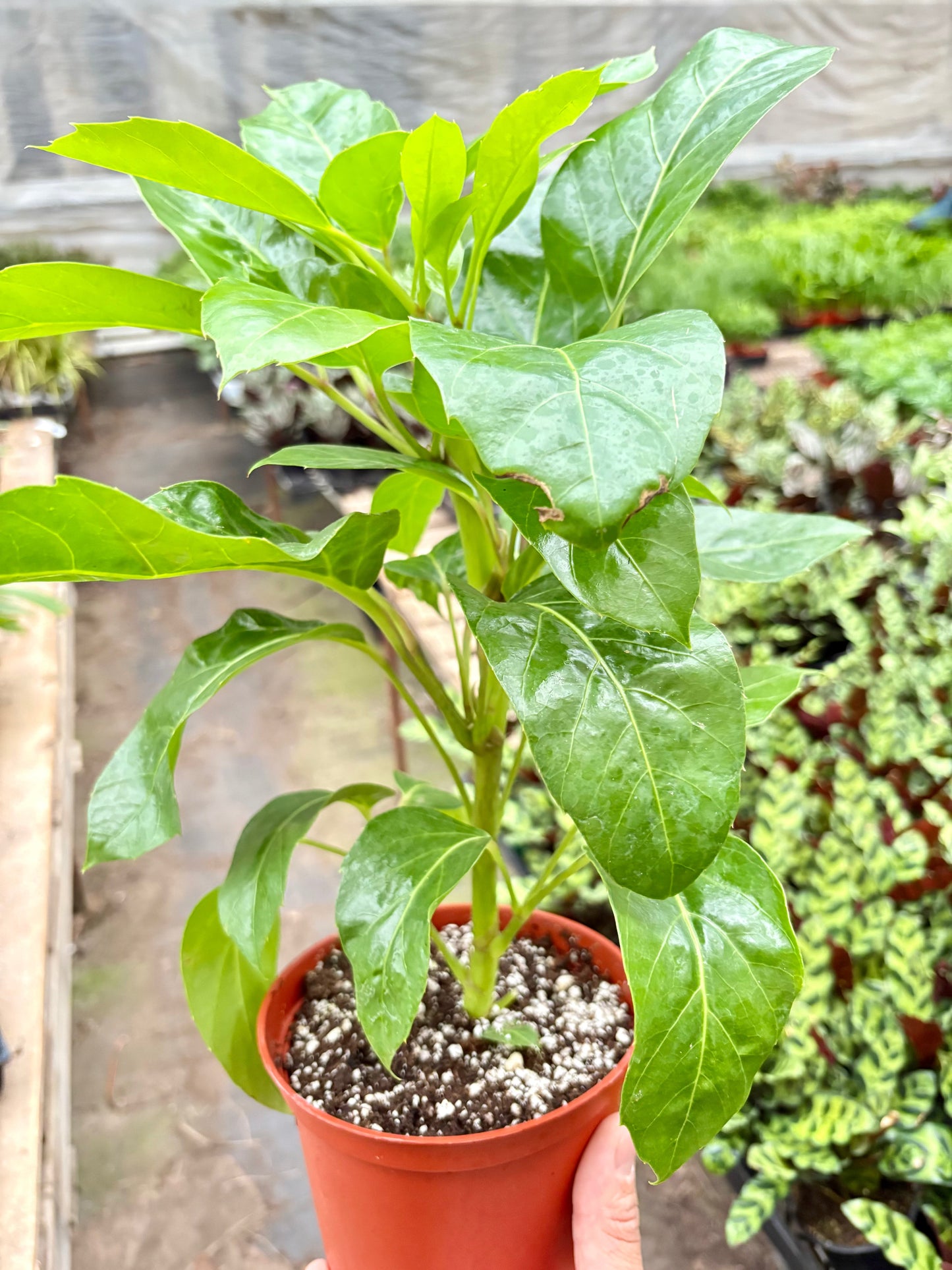 Schefflera Actinophylla